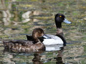 Lesser Scaup and his Mate