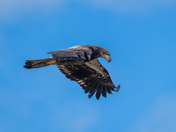 Eagle on the Prowl