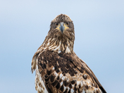 A Most Entrancing Eagle