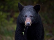 Close Encounters of the Bear Kind.