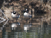 Canada Geese