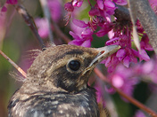 Fledgling up close