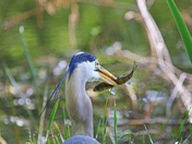 Blue Heron Breakfast