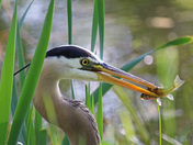 Blue Heron Breakfast