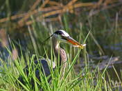 Blue Heron Breakfast