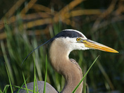 Blue Heron Portrait
