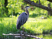 Blue Heron Portrait