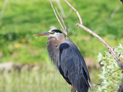 Blue Heron Portrait