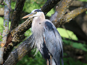Blue Heron Portrait