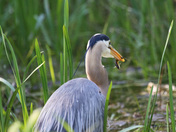 Blue Heron Breakfast