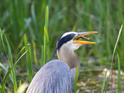 Blue Heron Breakfast