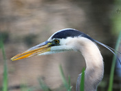 Blue Heron Portrait