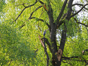 Blue Heron Breakfast