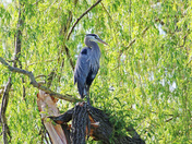 Blue Heron Portrait