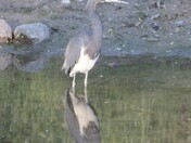Tri-Coloured Heron