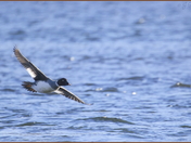 Common Goldeneye