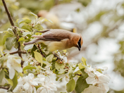 cedar waxwing