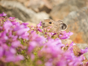 American Pika