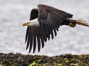 Bald Eagle Flying Low