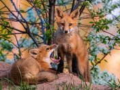 Red Fox kits