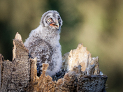 When you are the last to fledge 