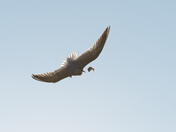 Midair Stunt
