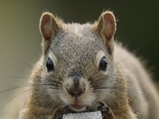 Squirrel Closeup 
