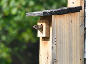 The Wary Wren