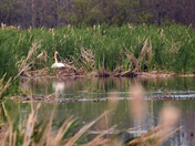 Trumpeter Swan On The Nest