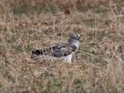 Ruler of this prairie kingdom.