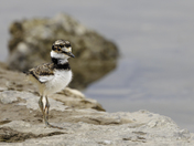 Killdeer Chick 