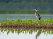 Great Blue Heron