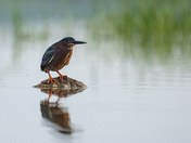 Green Heron