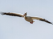 Glider