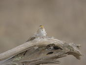 Windy Savannah Sparrow