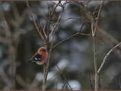 White-winged Crossbill (m)