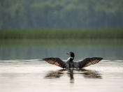 Common Loon