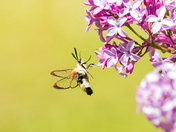 Clearwing