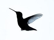 Silhouette
