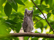 Bowser: Eastern Screech Owlet