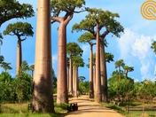 Flight to Madagascar | Madagascar Flight ticket | Click2book