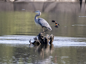Protective nature