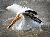 Ruffled Feathers