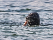 A Seal having a Meal