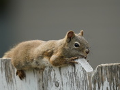 Relaxing on the fence 