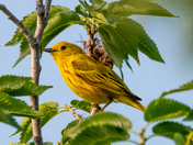 Yellow Warbler