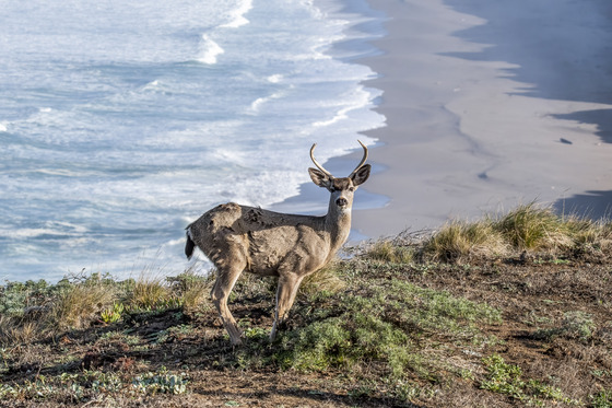 Point Reyes National Seashore