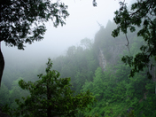 Foggy day on the cliffs