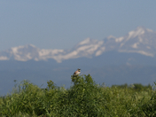 Rocky Mountain Arsenal National Wildlife Refuge