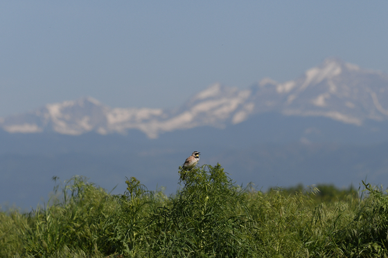 Rocky Mountain Arsenal National Wildlife Refuge